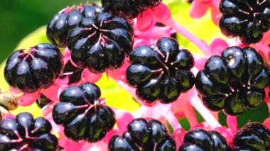 Lakonos veya Phytolacca, (yağlı çim, Yahudi sarmaşık, mercimek, pokeberry) olgunlaşma çilek video yakın çekim çizim parlak güneşli bir günde yakın çekim zum ve kamera hareketi makro kullanılarak yakalanan