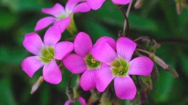 Güzel pembe yaz çiçek video yakınlaştırma ve kamera hareketi kullanılarak yakalanan parlak güneşli bir günde yakın çekim çizim