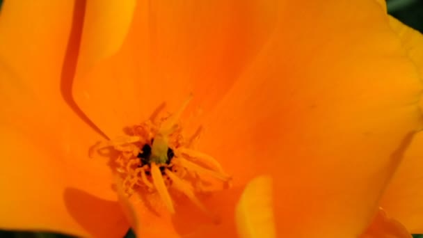 Hermoso Video Flor Verano Amarillo Bosquejando Primer Plano Día Soleado — Vídeo de stock