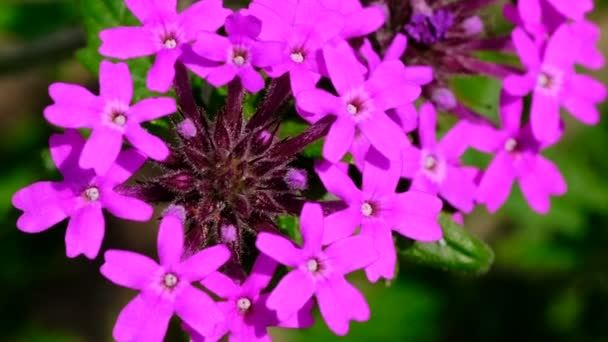 Wunderschönes Rosafarbenes Sommerblumen Video Das Nahaufnahmen Einem Strahlend Sonnigen Tag — Stockvideo