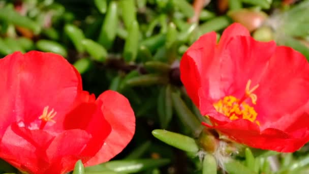 Hermoso Vídeo Flor Roja Verano Bosquejando Primer Plano Día Soleado — Vídeo de stock