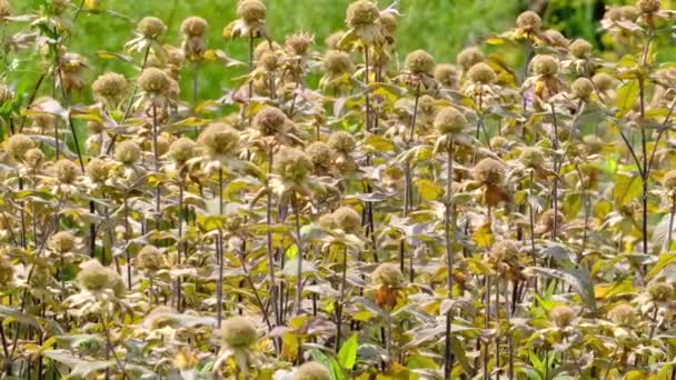 Natürlicher Hintergrund Von Grasbewachsenen Sommerpflanzen Videoskizze Nahaufnahme Einem Hellen Sonnigen — Stockvideo