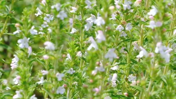 Savoureux Jardin Parfumé Vidéo Parfumée Esquisse Gros Plan Sur Une — Video