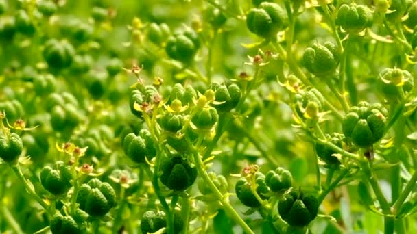 自然背景的草夏季植物视频素描特写镜头在明亮的阳光明媚的日子捕获使用变焦和相机运动 — 图库视频影像