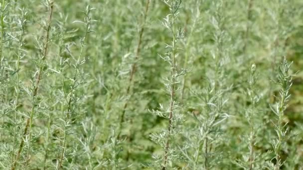 Vidéo Parfumée Amère Absinthe Esquissant Gros Plan Lors Une Journée — Video