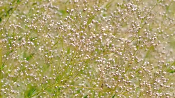 Fundo Natural Plantas Verão Gramado Vídeo Esboçando Close Tiro Dia — Vídeo de Stock