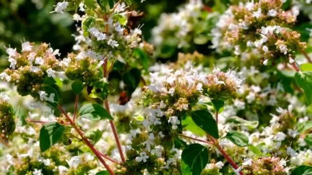 Hermoso Video Flor Verano Blanco Bosquejando Primer Plano Día Soleado — Vídeo de stock