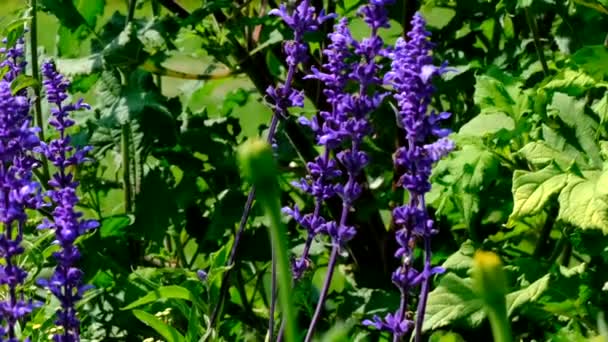 Hermoso Video Flor Azul Verano Bosquejando Primer Plano Día Soleado — Vídeos de Stock