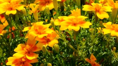 Güzel sarı yaz çiçek video yakınlaştırma ve kamera hareketi kullanılarak yakalanan parlak güneşli bir günde yakın çekim çizim