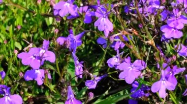 Güzel mavi yaz çiçek video yakınlaştırma ve kamera hareketi kullanılarak yakalanan parlak güneşli bir günde yakın çekim çizim