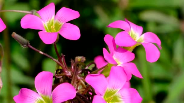 Bonito Rosa Verão Flor Vídeo Esboçando Close Tiro Dia Ensolarado — Vídeo de Stock