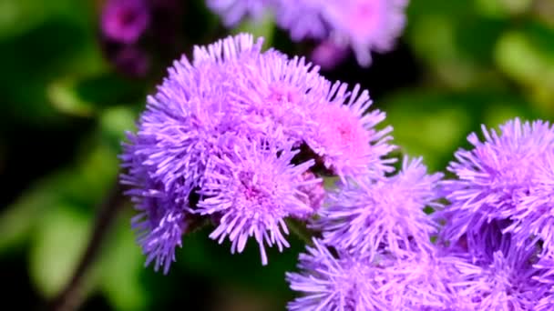 Piękny Niebieski Kwiat Lato Wideo Szkicowania Zbliżenie Strzał Jasny Słoneczny — Wideo stockowe