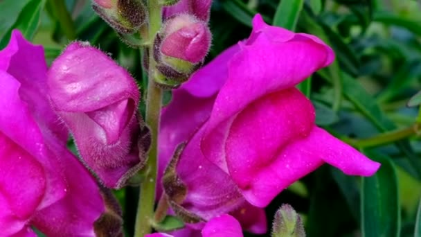 Красиві Рожеві Літні Квіти Відео Ескіз Крупним Планом Знімок Яскравий — стокове відео