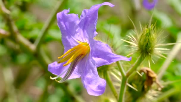 ズームとカメラの動きを使用して撮影された明るい晴れた日にクローズアップショットをスケッチ美しい青い夏の花のビデオ — ストック動画
