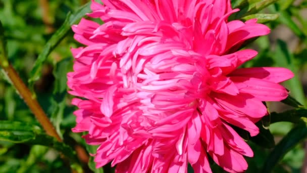Розовый Летний Цветок Снятый Крупным Планом Яркий Солнечный День Помощью — стоковое видео