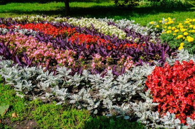 Güzel yaz çiçekleri 