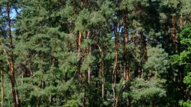 Çam lık parlak güneşli bir günde eski güzel ağaçlar, yüksek çözünürlüklü 4k vurdu
