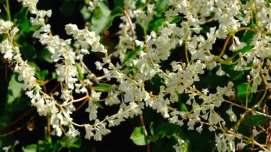 Çiçek yatağı video kroki çiçek açan güzel yaz çiçek, yüksek çözünürlüklü 4k parlak güneşli bir günde yakın çekim