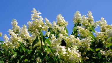Çiçek yatağı video kroki çiçek açan güzel yaz çiçek, yüksek çözünürlüklü 4k parlak güneşli bir günde yakın çekim