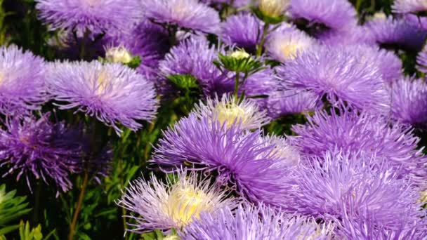 美しい夏の花のビデオスケッチ 花壇にアスターを咲かせ 高解像度4Kで明るい晴れた日にクローズアップ撮影 — ストック動画