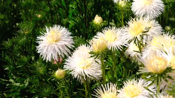 Beautiful Summer Flower Video Sketch Blooming Asters Flower Bed Shot — Stock Video