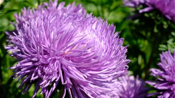 美しい夏の花のビデオスケッチ 花壇にアスターを咲かせ 高解像度4Kで明るい晴れた日にクローズアップ撮影 — ストック動画