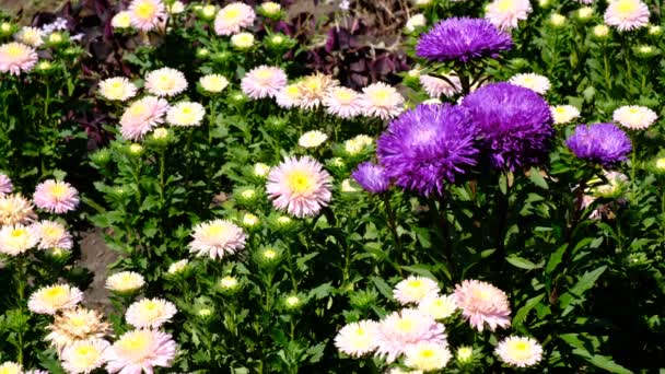 美丽的夏季花卉视频素描 在花坛上绽放 在阳光明媚的一天拍摄特写 高分辨率4K — 图库视频影像