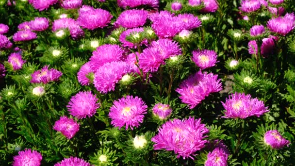 Hermoso Bosquejo Video Flores Verano Florecientes Astros Macizo Flores Filmado — Vídeos de Stock