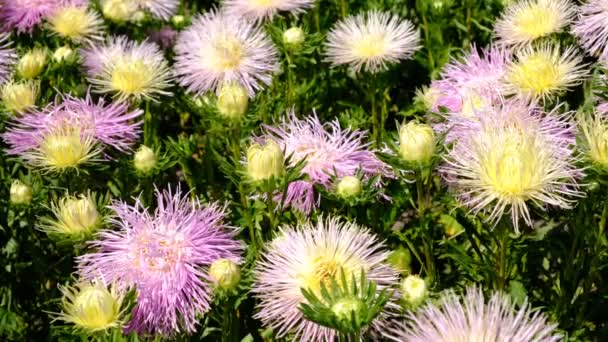 美しい夏の花のビデオスケッチ 花壇にアスターを咲かせ 高解像度4Kで明るい晴れた日にクローズアップ撮影 — ストック動画