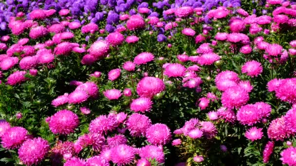 Hermoso Bosquejo Video Flores Verano Florecientes Astros Macizo Flores Filmado — Vídeo de stock