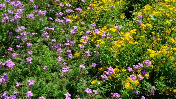 花壇のビデオスケッチに咲く美しい夏の花 高解像度4Kで明るい晴れた日にクローズアップ撮影 — ストック動画