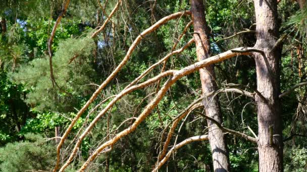 Pinheiro Árvores Bonitas Velhas Dia Ensolarado Brilhante Tiro Alta Resolução — Vídeo de Stock