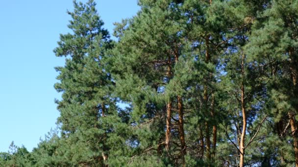 Pin Bosquet Vieux Beaux Arbres Par Une Journée Ensoleillée Tourné — Video