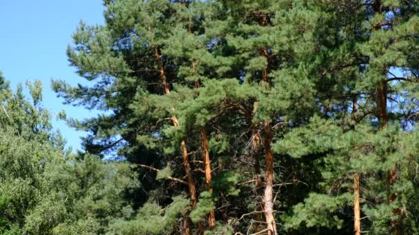 Pin Bosquet Vieux Beaux Arbres Par Une Journée Ensoleillée Tourné — Video