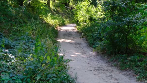 Percorso Nella Foresta Con Alberi Decidui Una Giornata Sole Estivo — Video Stock