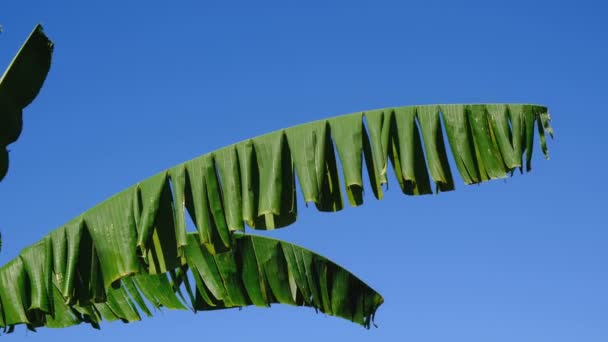 Piękne Duże Liście Palmowe Przed Jasnym Błękitnym Bezchmurnym Niebem Letni — Wideo stockowe
