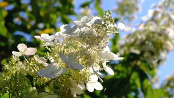 Gyönyörű nyári virág virágzó a virágágyás videó vázlat, lövés közelről egy ragyogó napsütéses napon nagy felbontású 4k