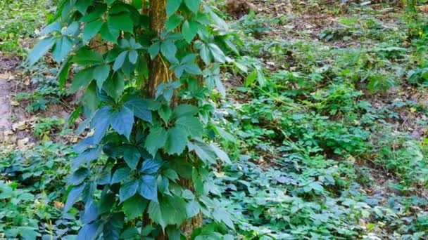 Chemin Dans Forêt Avec Des Arbres Feuilles Caduques Par Une — Video