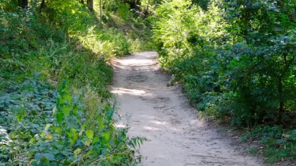 Camino Bosque Con Árboles Hoja Caduca Día Soleado Verano Filmado — Vídeo de stock