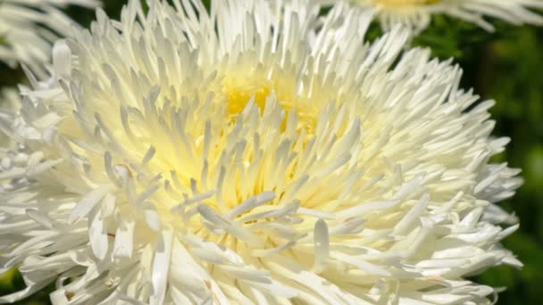 Bonito Esboço Vídeo Flor Verão Florescendo Astros Canteiro Flores Filmado — Vídeo de Stock