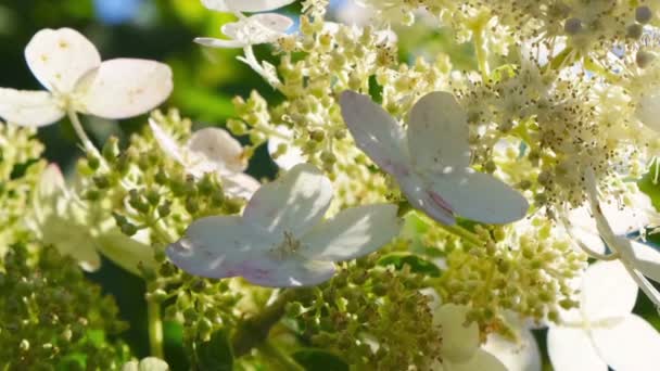 Schöne Sommerblume Blüht Blumenbeet Videoskizze Gefilmt Mit Zoomen Und Bewegen — Stockvideo