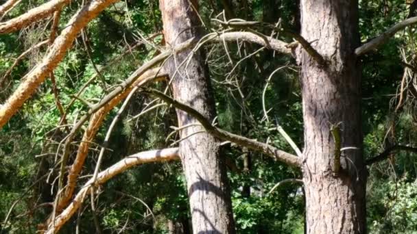 Pine Grove Stare Piękne Drzewa Jasny Słoneczny Dzień Nakręcony Pomocą — Wideo stockowe