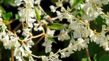 Çiçek yatağı video kroki çiçek açan güzel yaz çiçek, yakınlaştırma ve kamera hareketli kullanarak filme