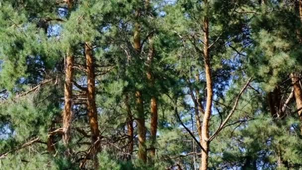 明るい晴れた日に松林古い美しい木々 ズームとカメラを移動して撮影 — ストック動画