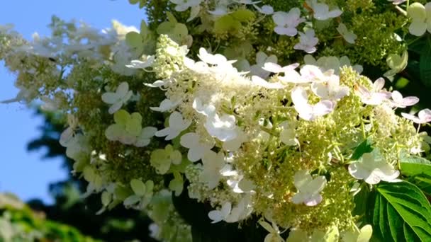 Mooie Zomer Bloem Bloeien Bloem Bed Video Sketch Gefilmd Met — Stockvideo