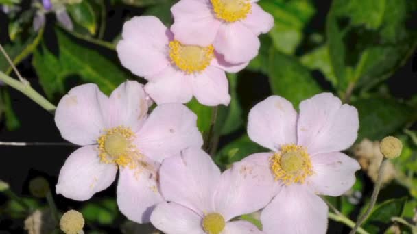 花壇のビデオスケッチに咲く美しい夏の花 ズームとカメラを動かして撮影 — ストック動画