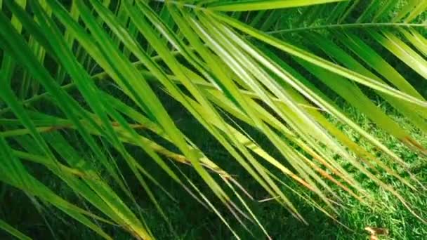 夏季阳光明媚的一天 美丽的大棕榈叶在绿草的草坪上 用变焦和移动相机拍摄 — 图库视频影像