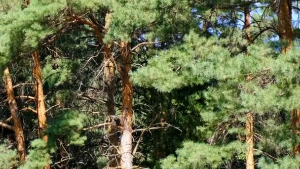 Pinheiro Velhas Árvores Bonitas Dia Ensolarado Brilhante Filmado Usando Zoom — Vídeo de Stock