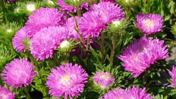 Krásný Letní Květinový Nákres Kvetoucí Zařízení Květinové Posteli Natočené Pomocí — Stock video