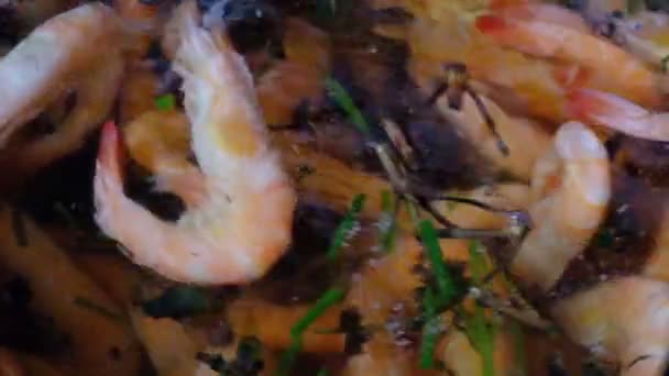 Mittlere Garnelen Werden Einem Topf Mit Wasser Mit Aromatischen Kräutern — Stockvideo